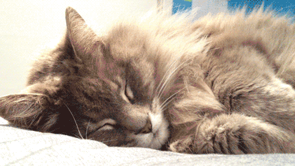 sleep-talking-cat