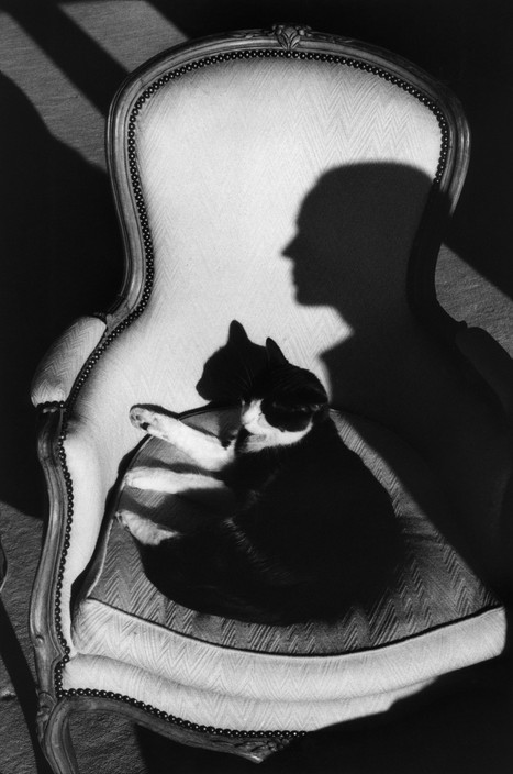 "Our cat Ulysses and Martine's shadow". 1989.