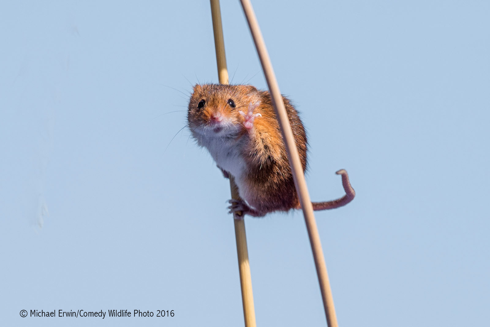 Michael Erwin Stoke On Trent Phone: 07900130434 Email: mufftrix@mail.com Title: Waving Harvest Mouse Description: A harvest mouse appearing to be waving at the camera :-) Animal: Harvest Mouse Location of shot: Cheshire UK